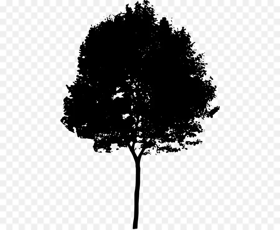 Silueta De Arbol，Negro PNG