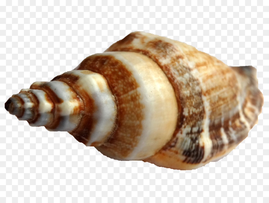 Shankha，Concha PNG