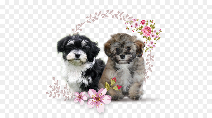 Morkie，Shih Tzu PNG