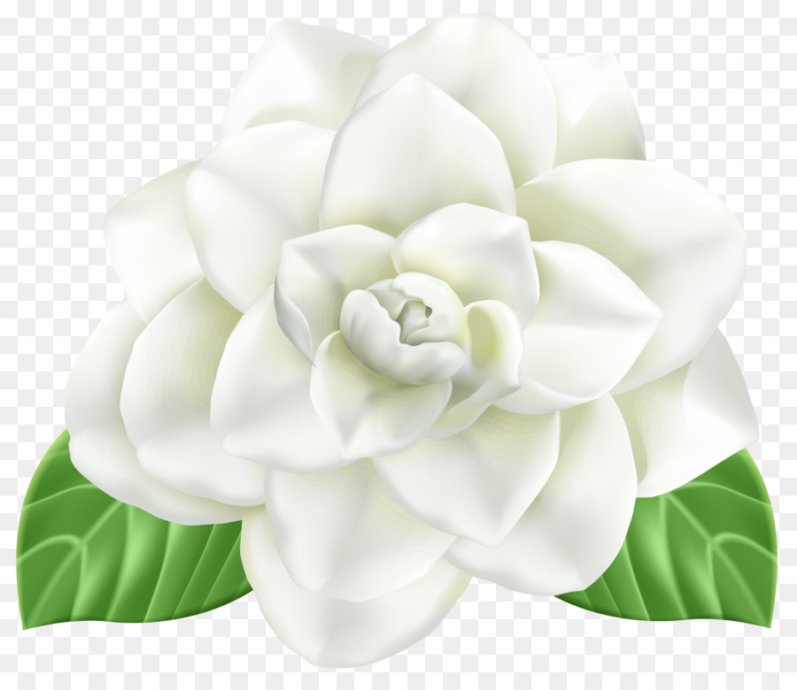 Flor，Dibujo PNG