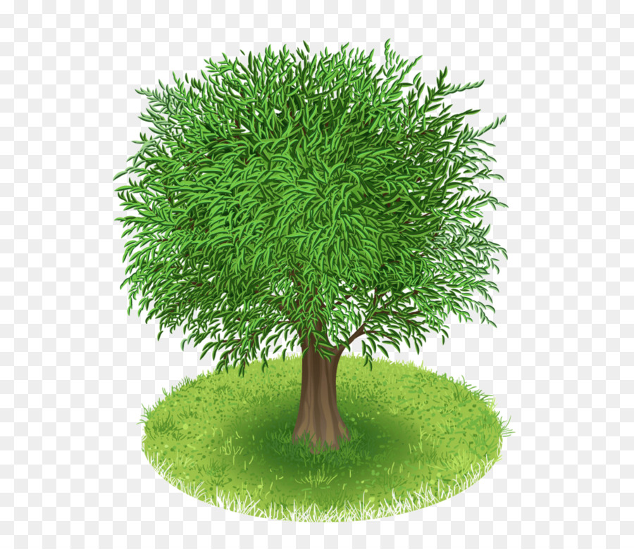 Árbol，Flor PNG