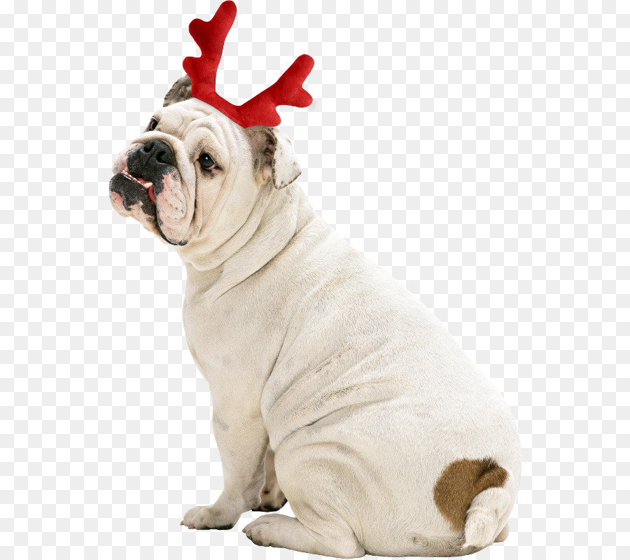 Toy Bulldog，Bulldog PNG