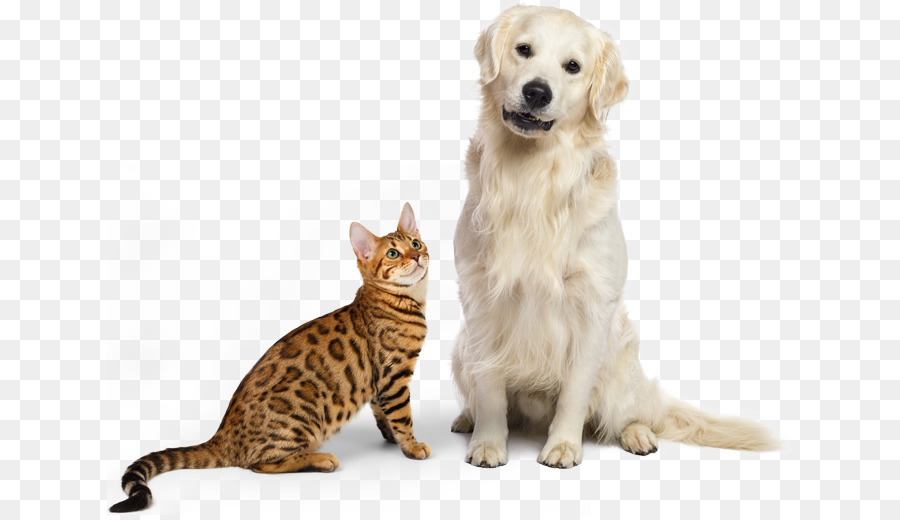 Gato De Bengala，Golden Retriever PNG