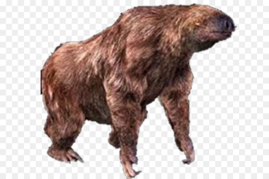 Grizzly Bear，Oso PNG