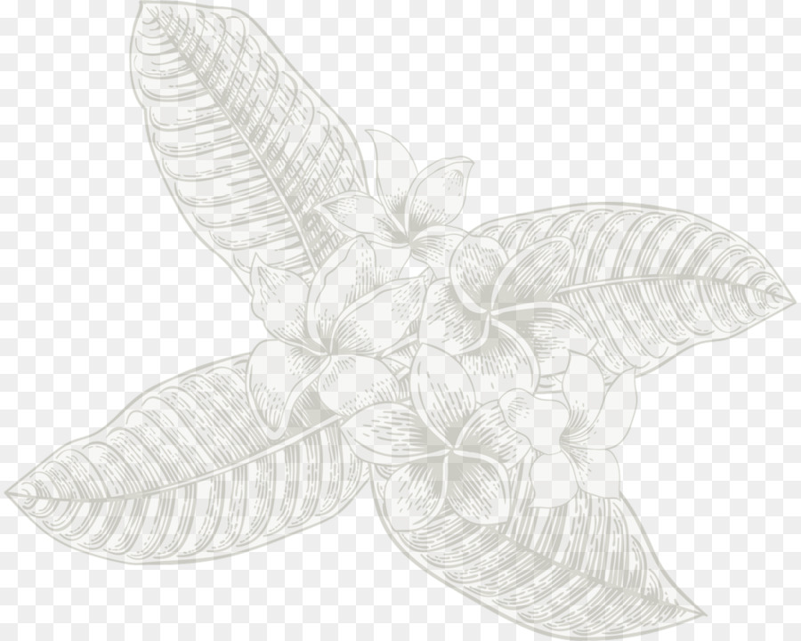 Mariposa，2m PNG