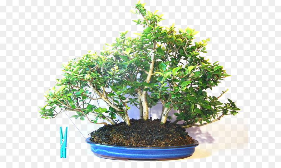 China Dulce De Ciruela，Bonsai PNG