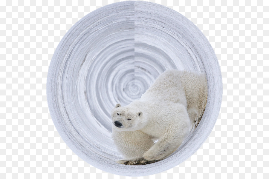 Oso Polar，Oso PNG