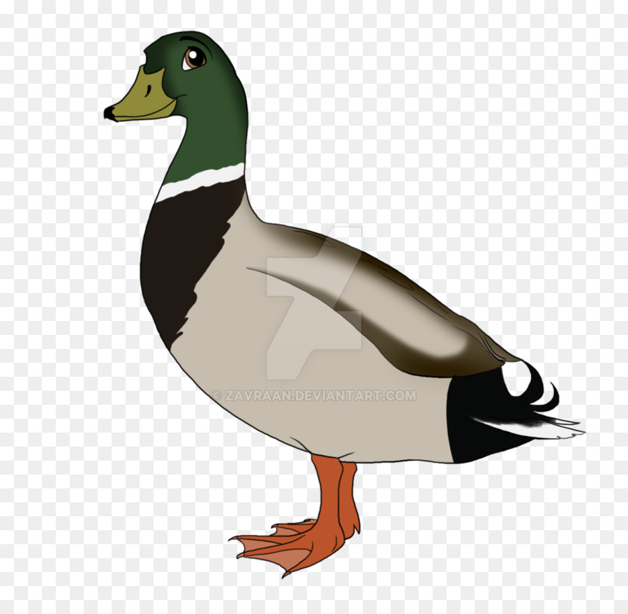 Pato Real，Ganso PNG