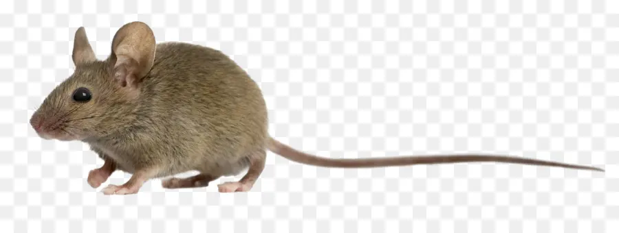 Ratón，Rata PNG