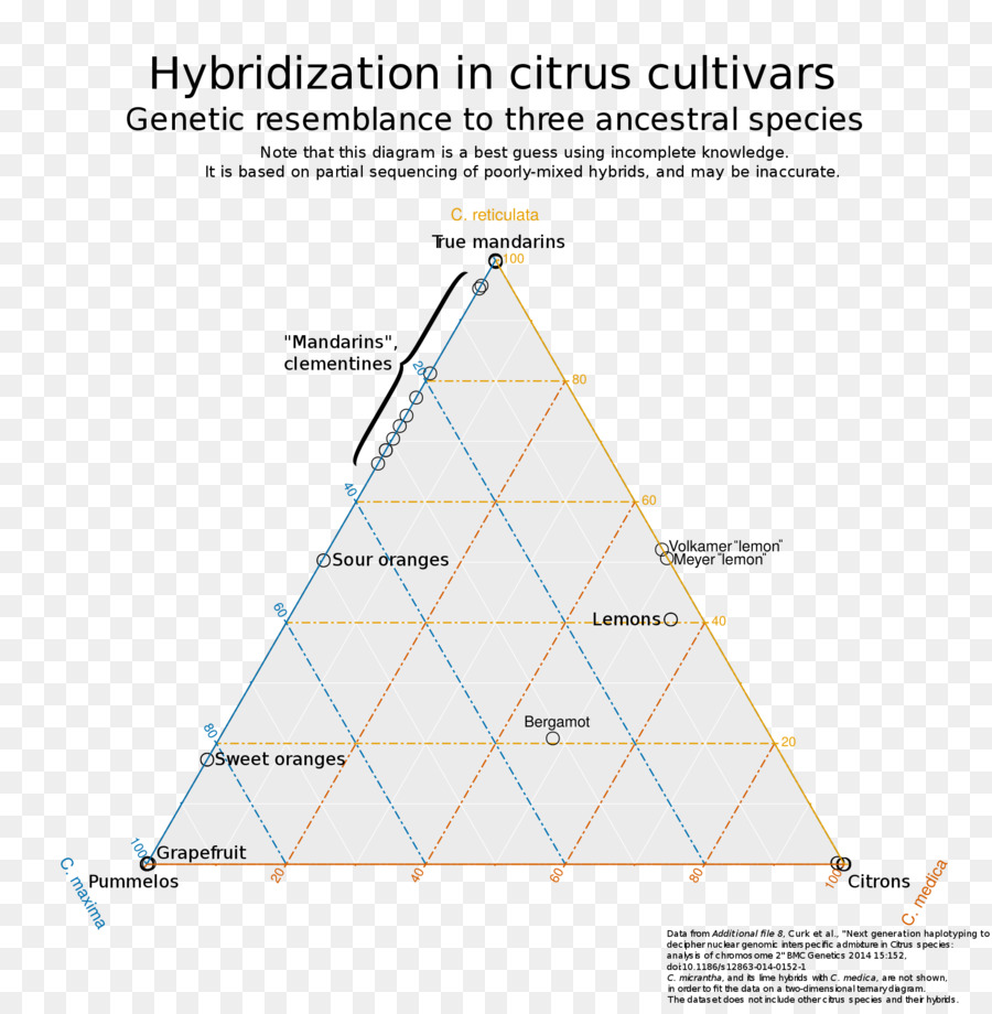 Hibridación De Cítricos，Genética PNG