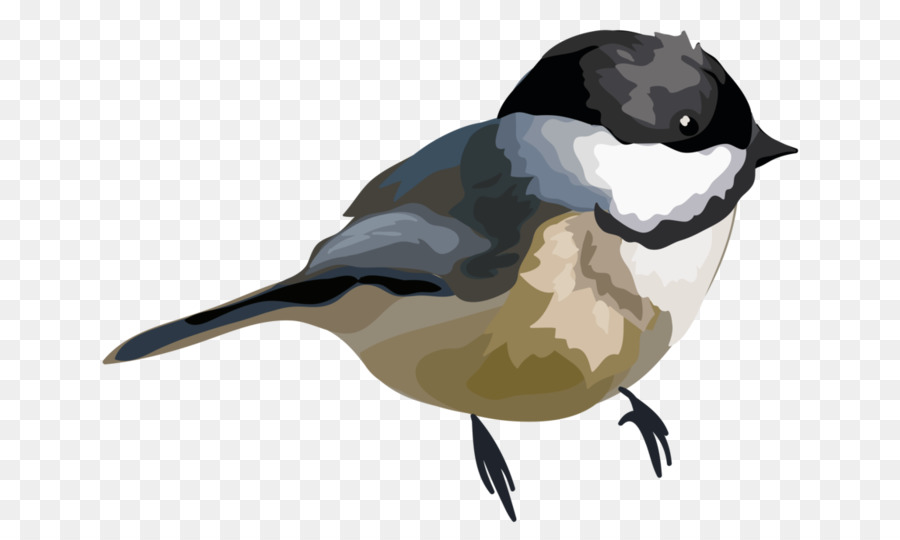 Aves，Pico PNG