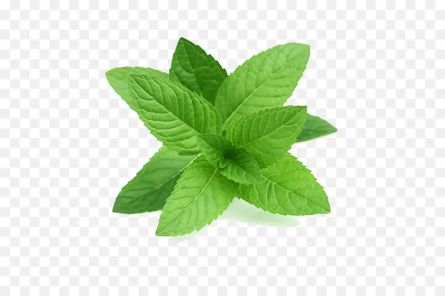 Menta，Mentha Spicata PNG