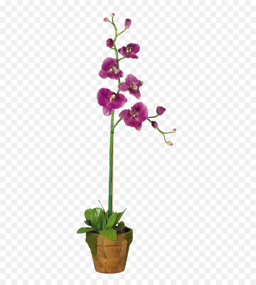 Dendrobium，Las Orquídeas PNG