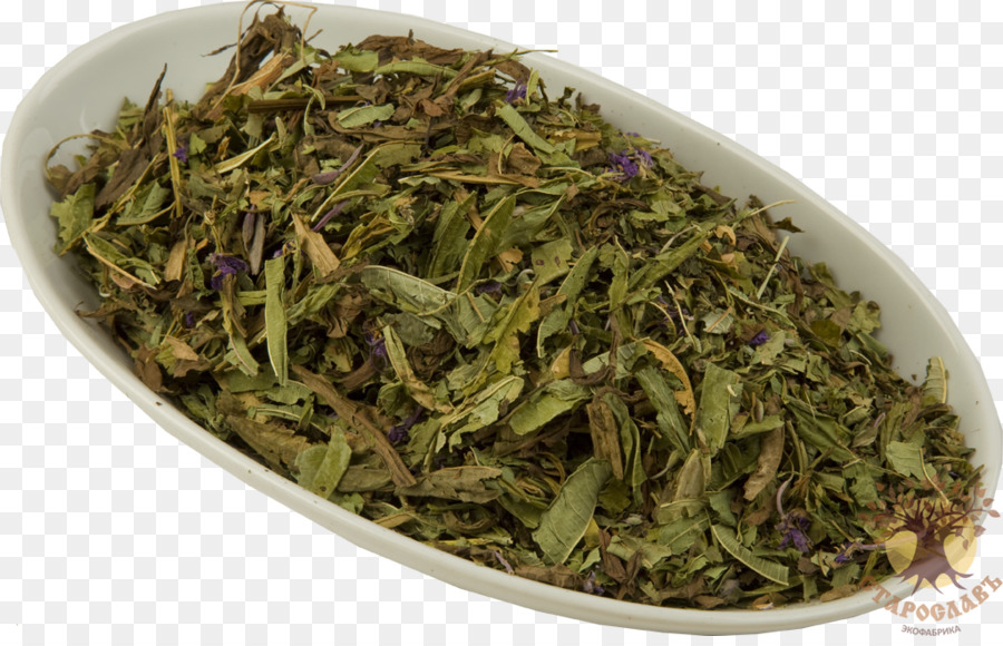 Té，Nilgiri Té PNG