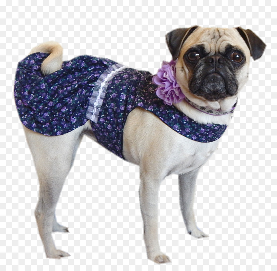 Pug，Raza De Perro PNG