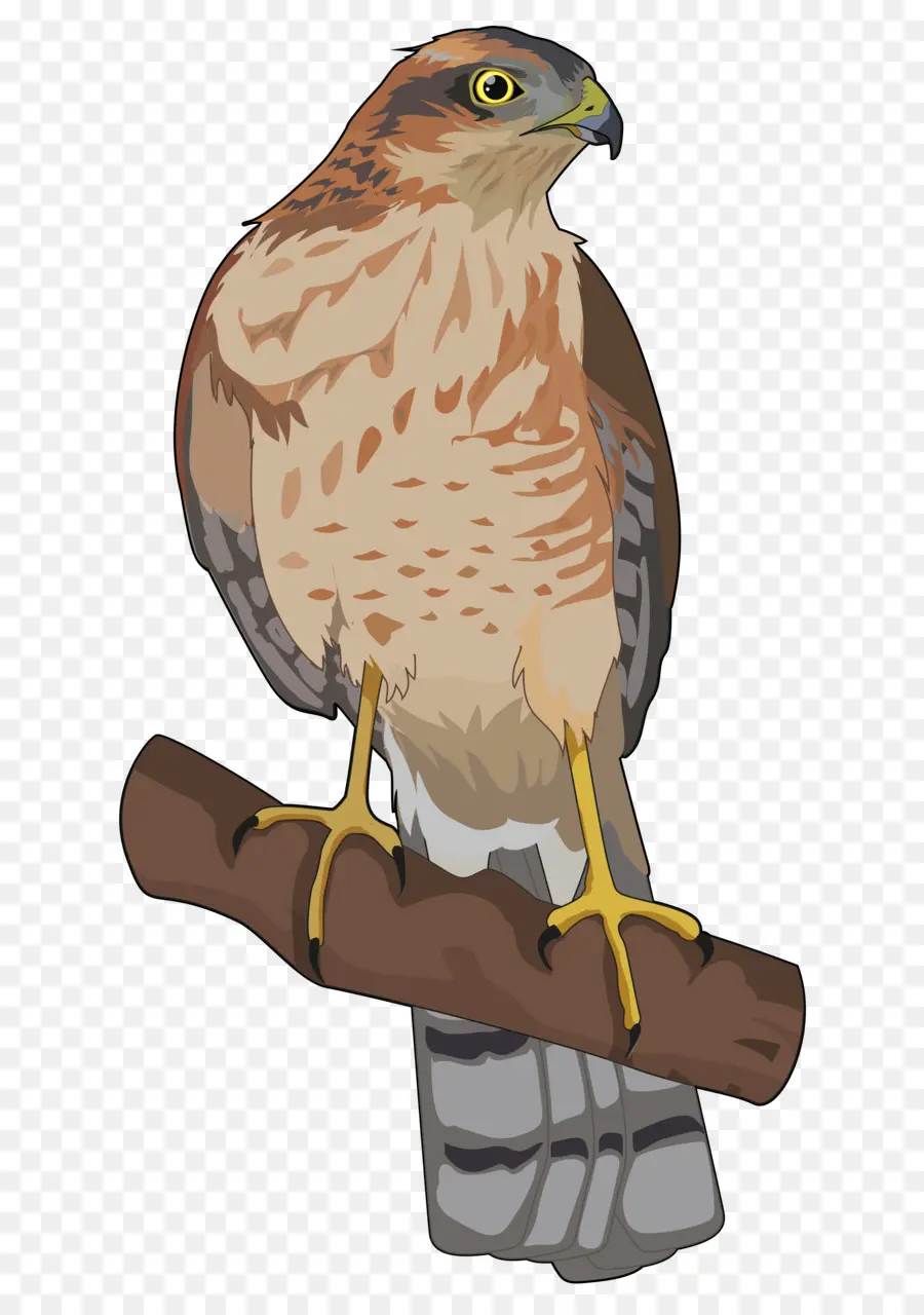 Halcón，Aves PNG