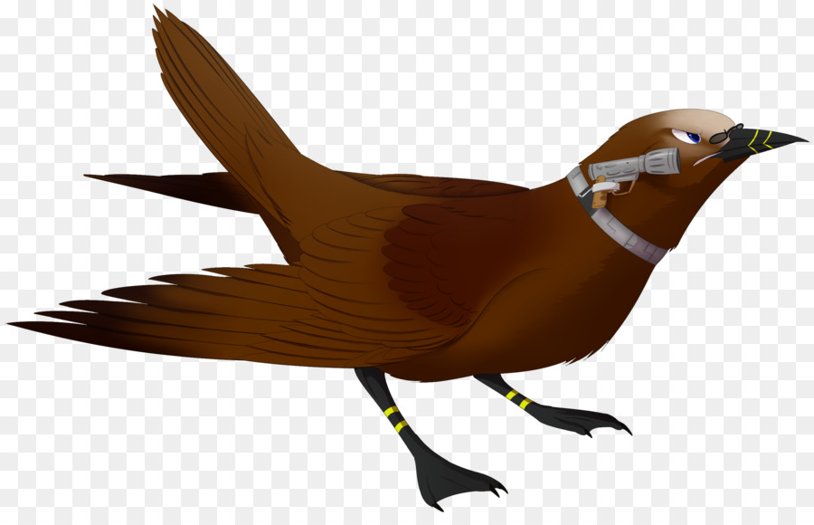 Pico，Aves PNG