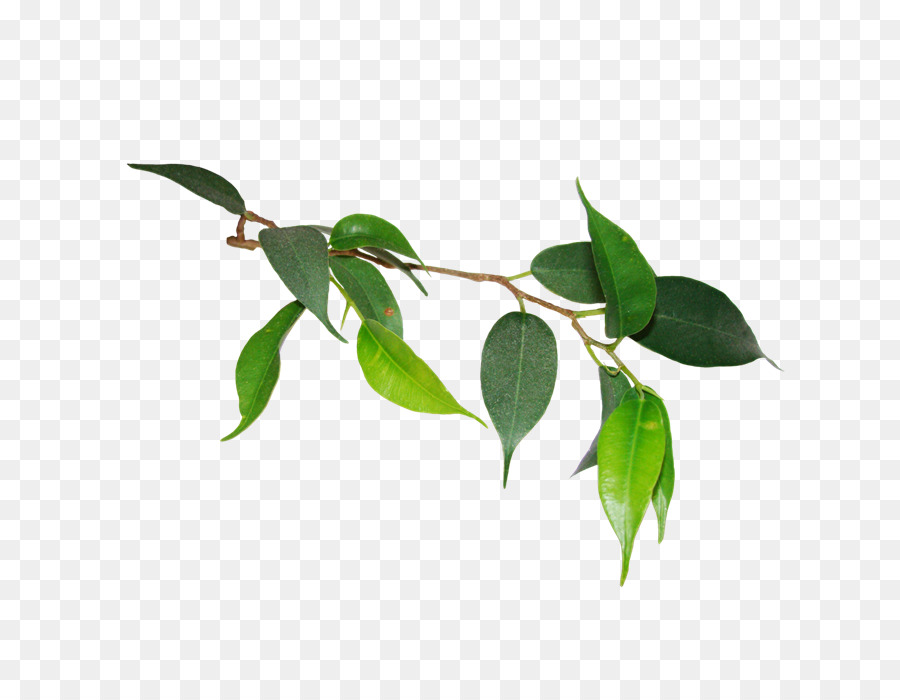 Hojas Verdes，Naturaleza PNG