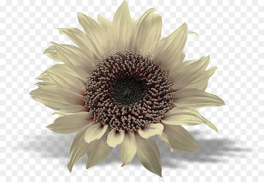 Girasol Amarillo，Flor PNG