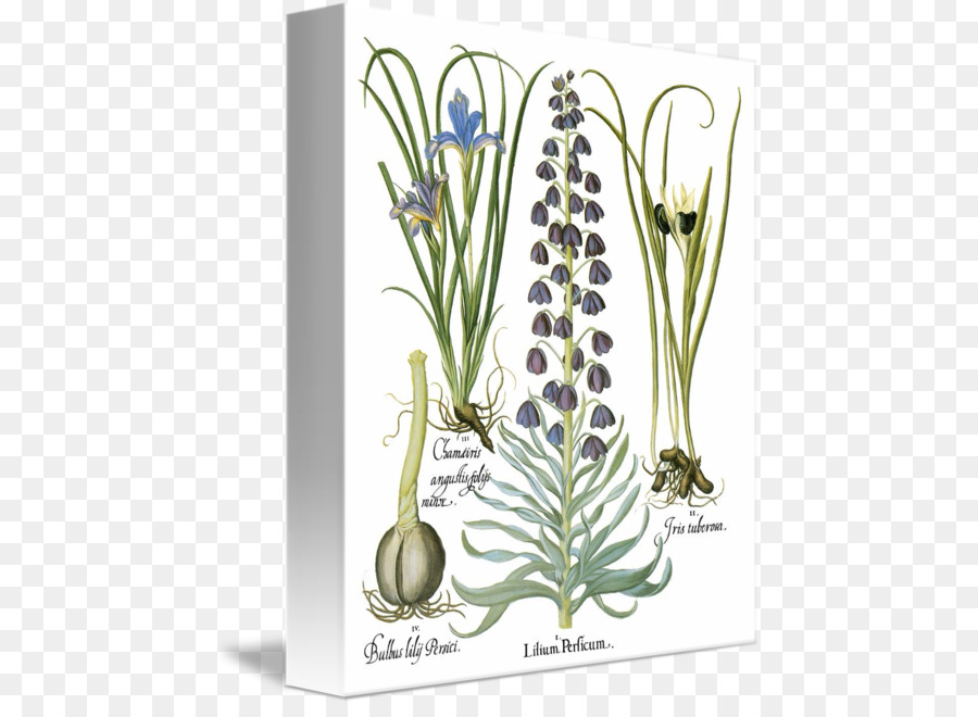 Libro De Las Plantas，Basilius Besler Del Florilegium El Libro De Las Plantas PNG