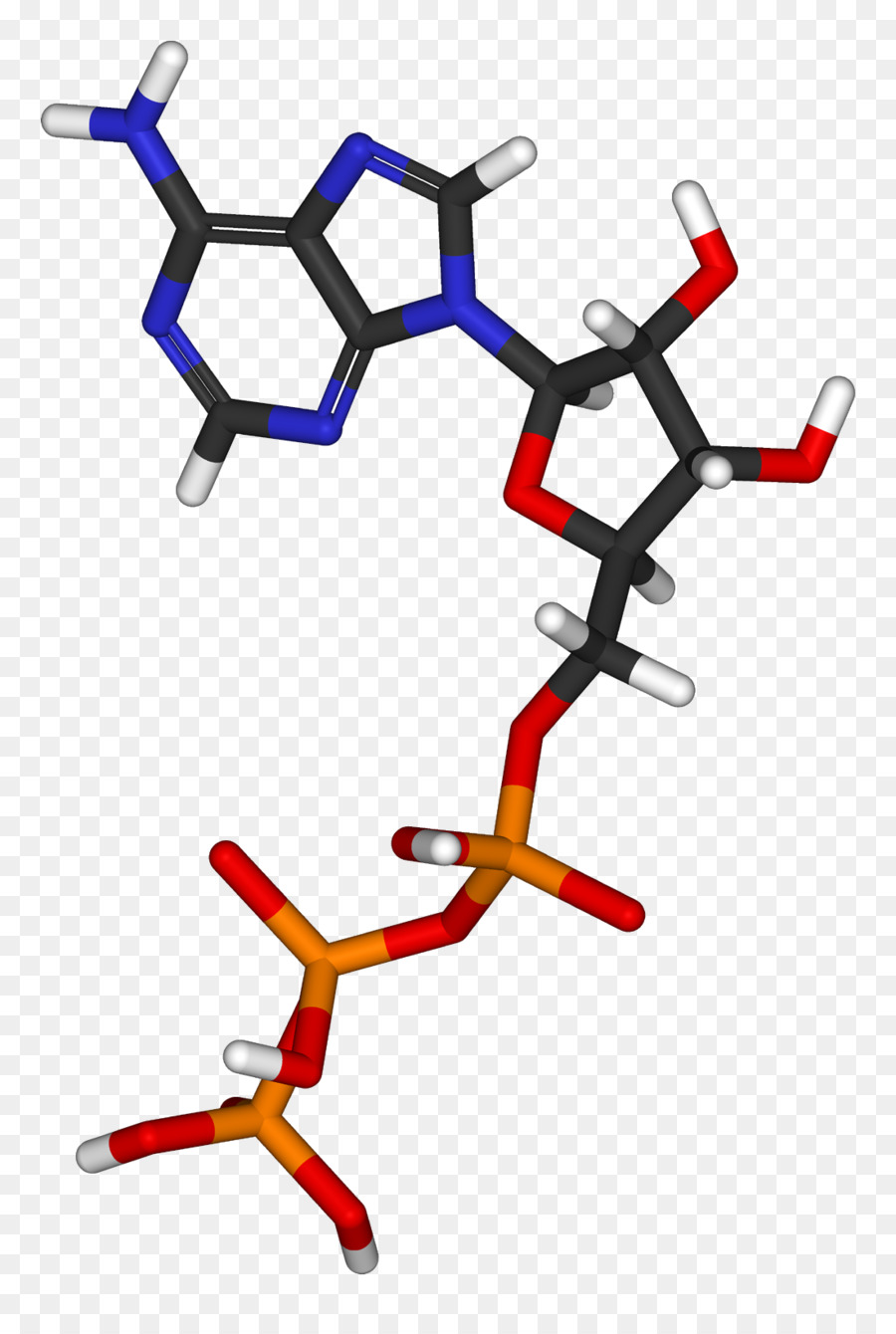 La Fotosíntesis，Biología PNG