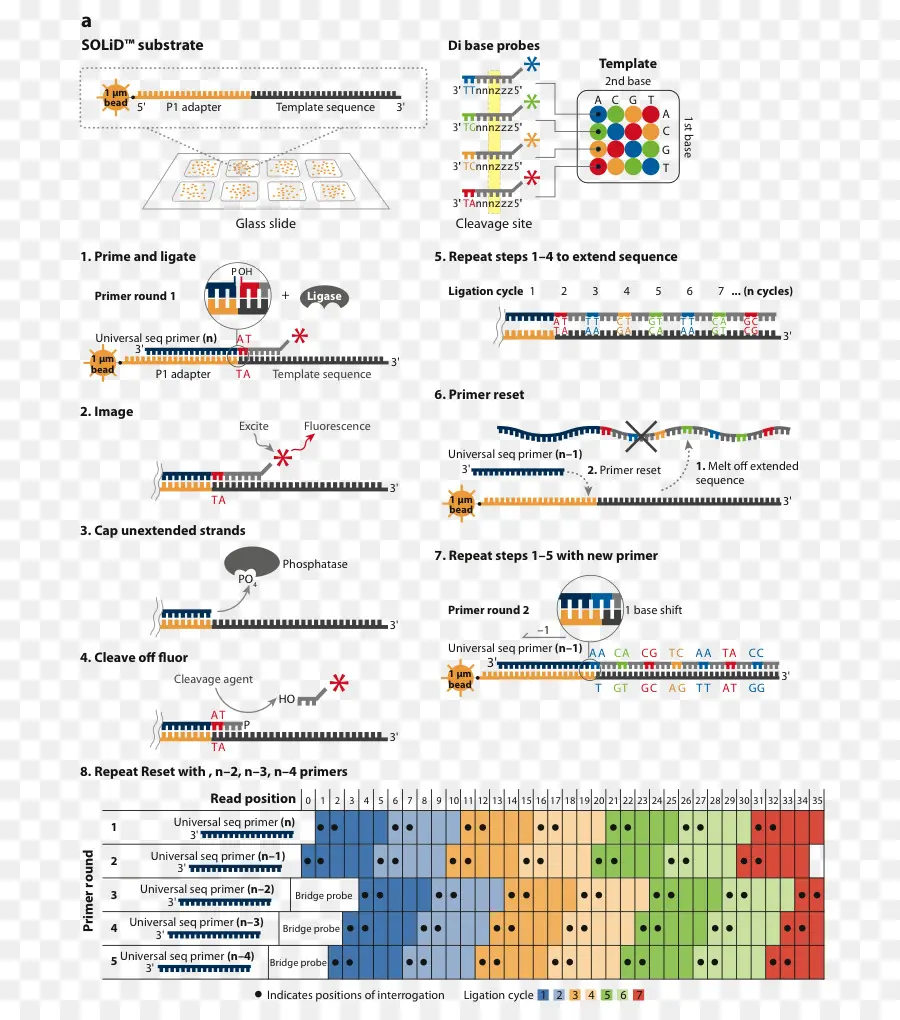 Diagrama De Secuenciación，Adn PNG