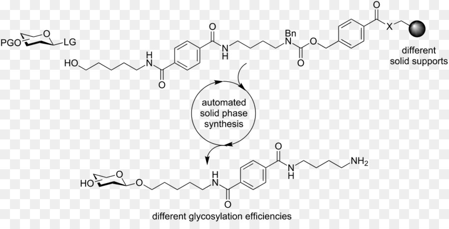 Betahydroxi Betamethylbutyrylcoa，ácido Betahidroxi Betametilbutírico PNG