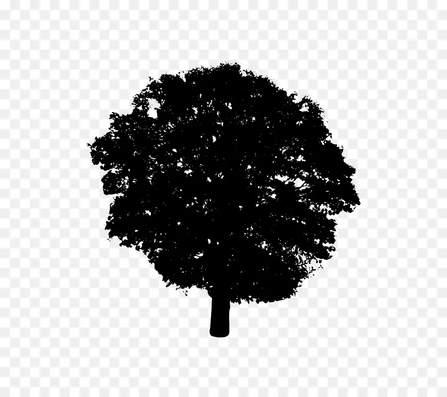 Silueta De árbol Negro，Naturaleza PNG