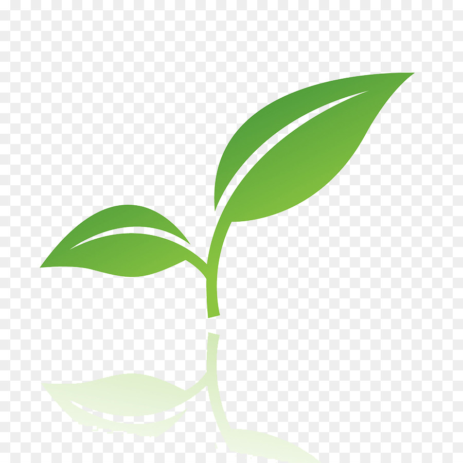 Hojas Verdes，Planta PNG