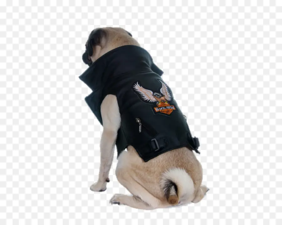 Raza De Perro，Pug PNG