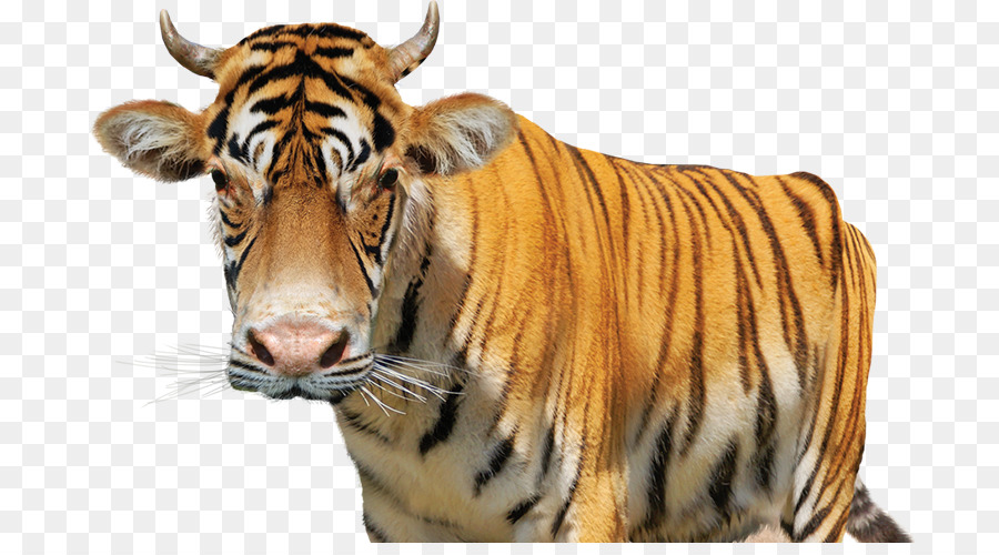 Tigre，Cachorro PNG