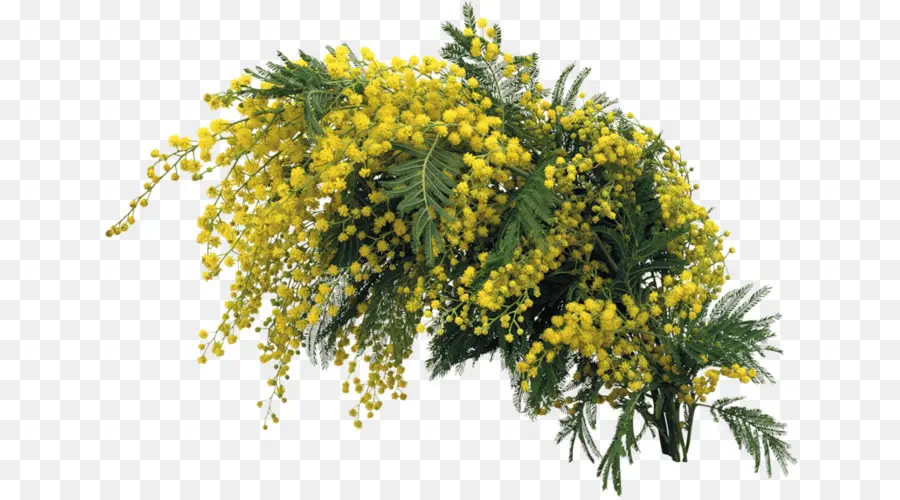 Mimosa，Flor PNG