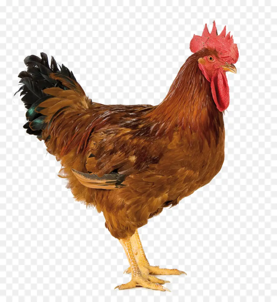 Pollo，Pájaro PNG