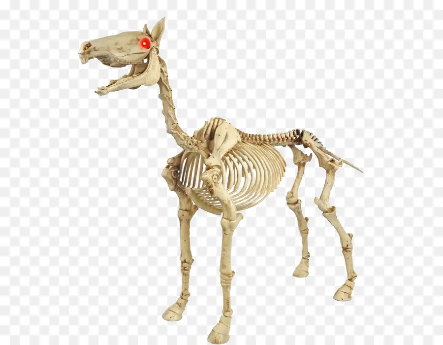 Esqueleto De Caballo，Huesos PNG