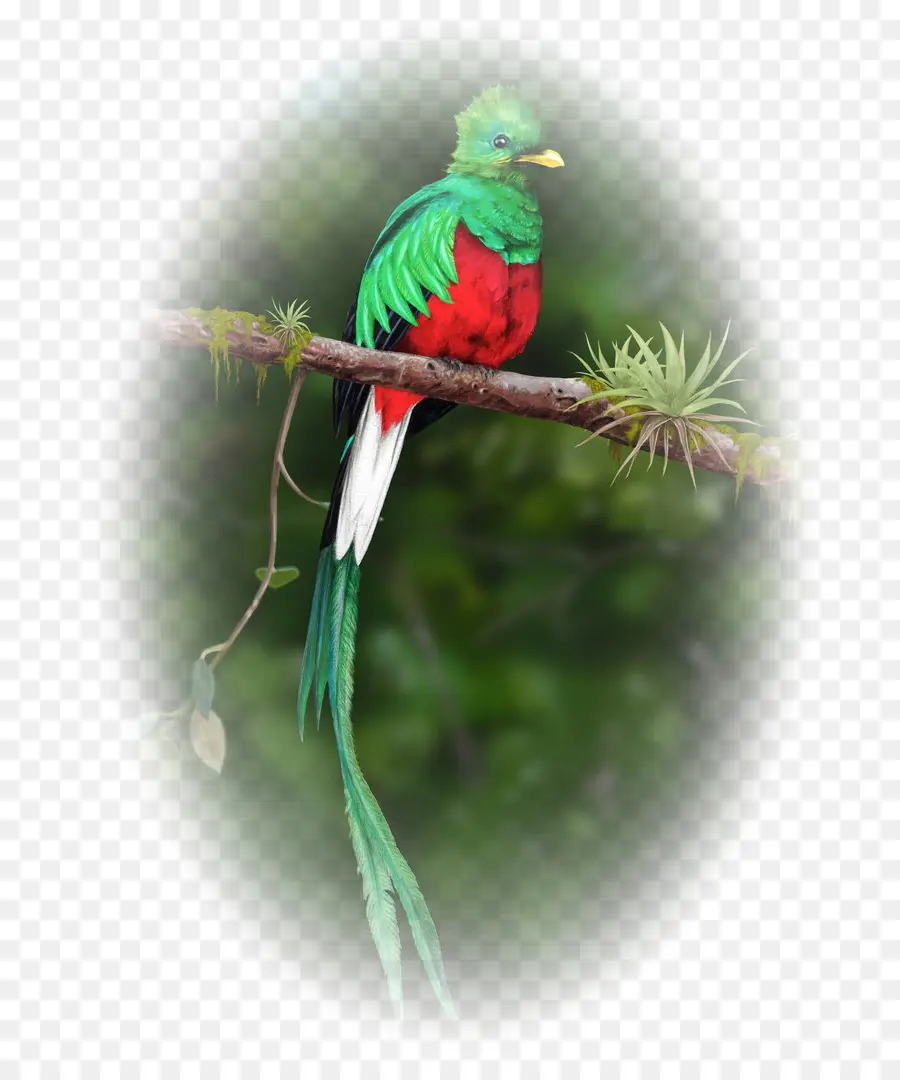 Guatemala，Pájaro PNG