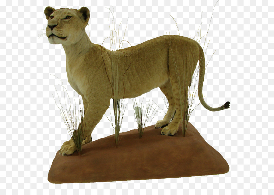 León，Gato PNG