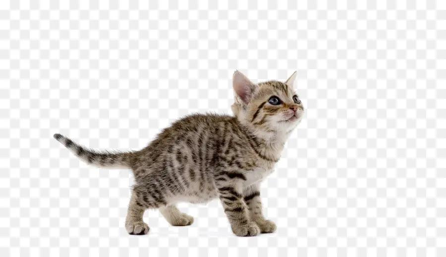 Gato，Gatito PNG