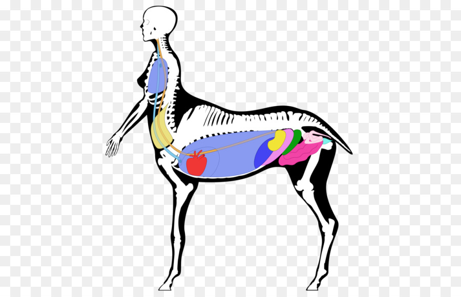 Caballo，Cuello PNG