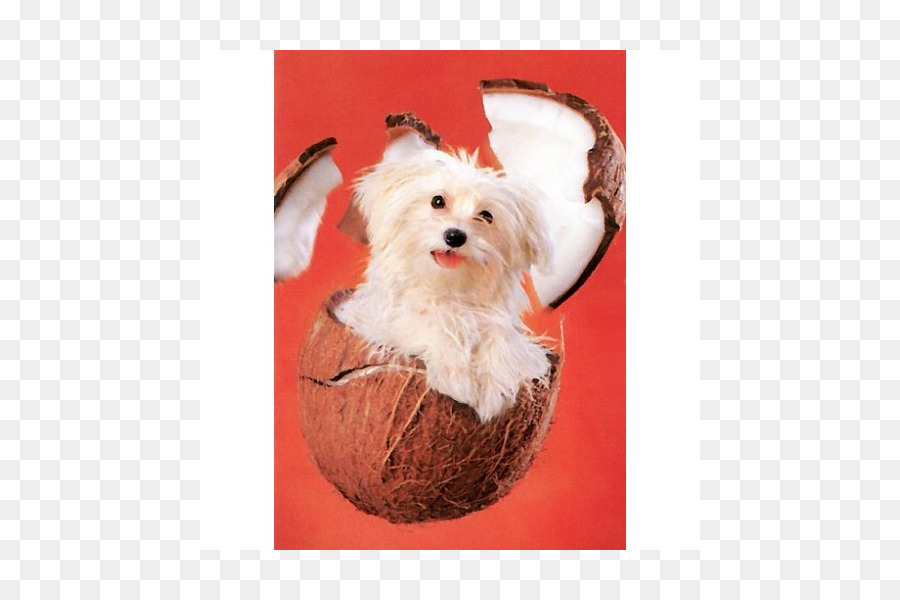 Perro Maltés，Havanese Perro PNG