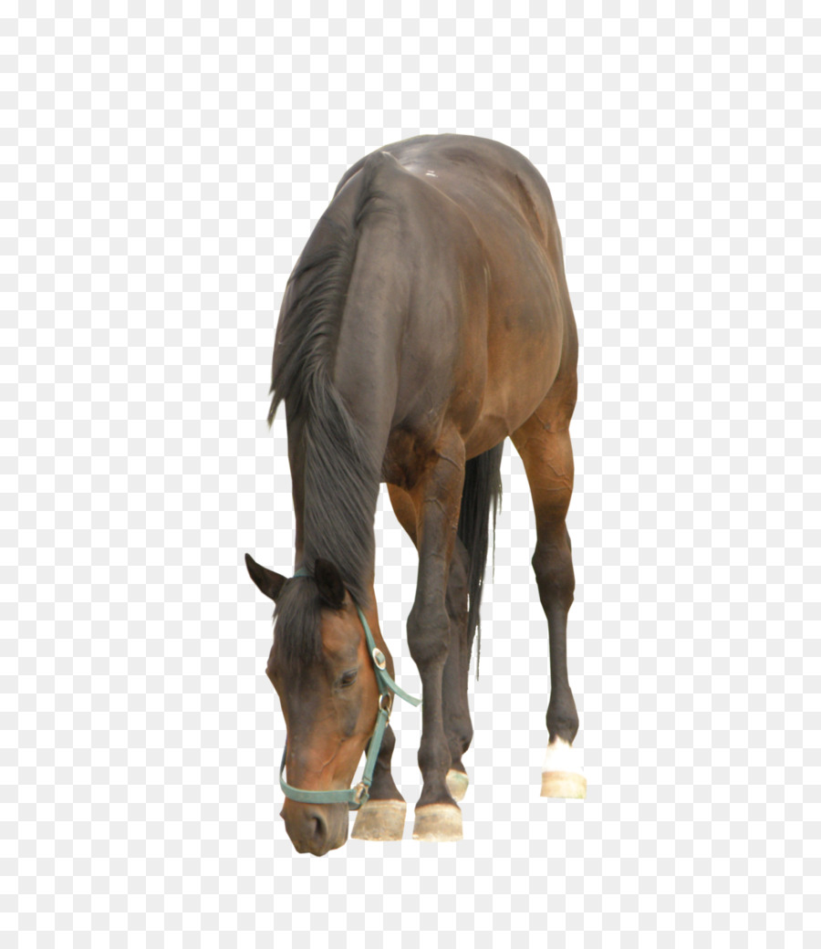 Caballo，Equino PNG