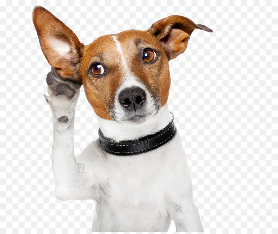 Perro，Oreja PNG