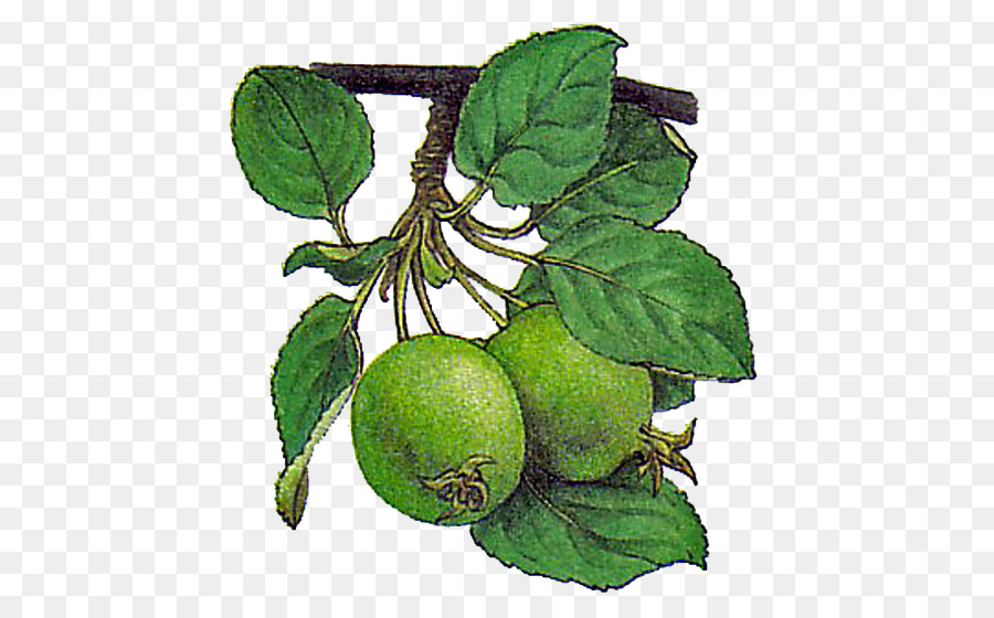 Árbol De Frutas，Dibujo PNG