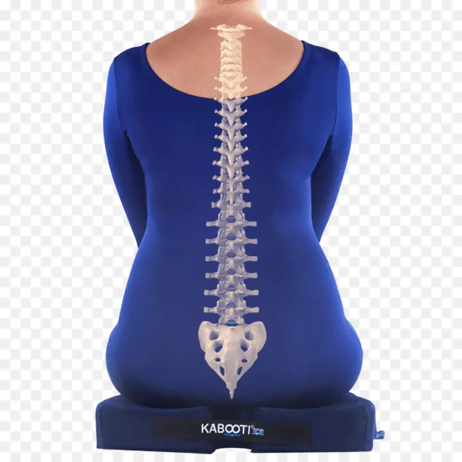 Cóccix，Lumbar PNG