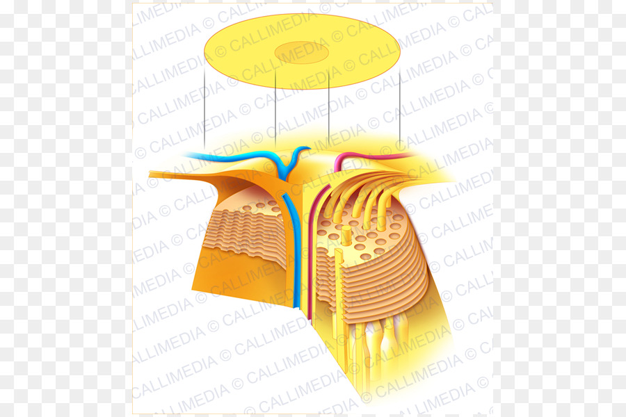 La Degeneración Macular，Mácula De La Retina PNG