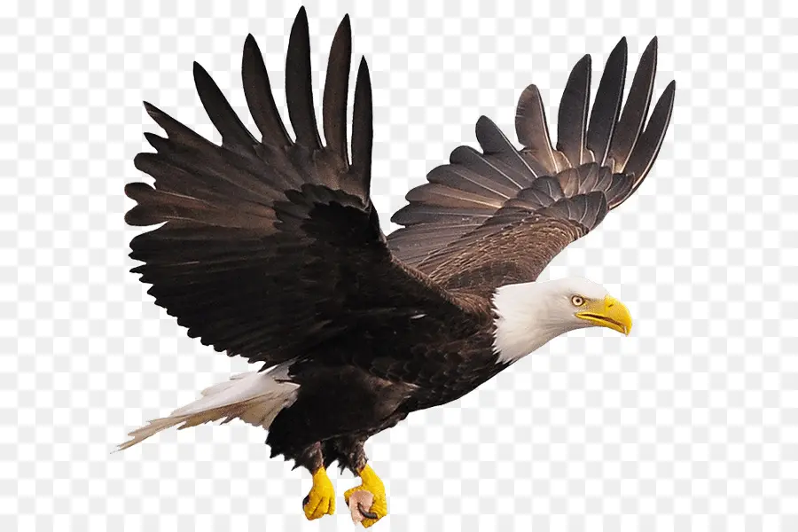 águila Calva，Una Fotografía De Stock PNG