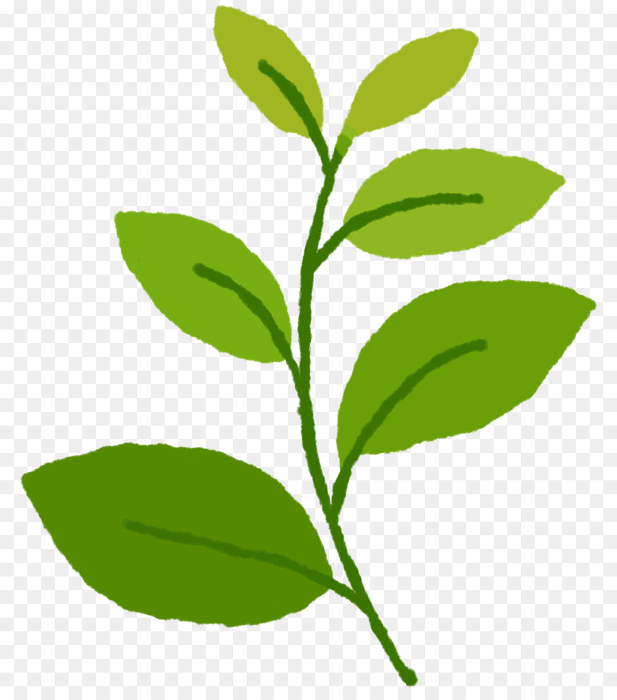 Té，Hoja PNG