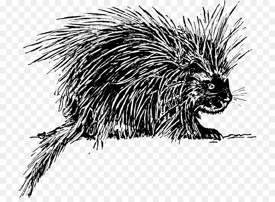 El Erizo，Porcupine PNG