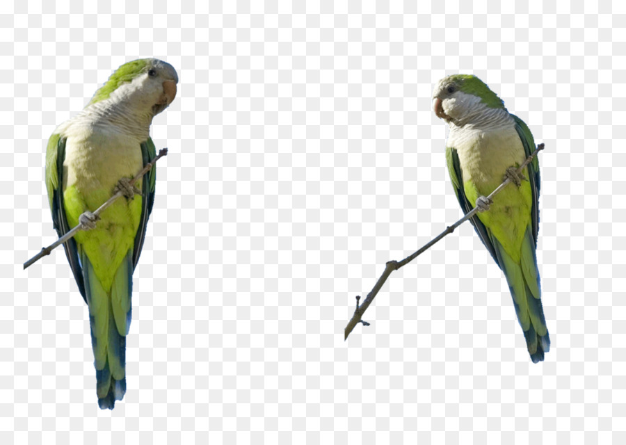 Periquito，Perico PNG