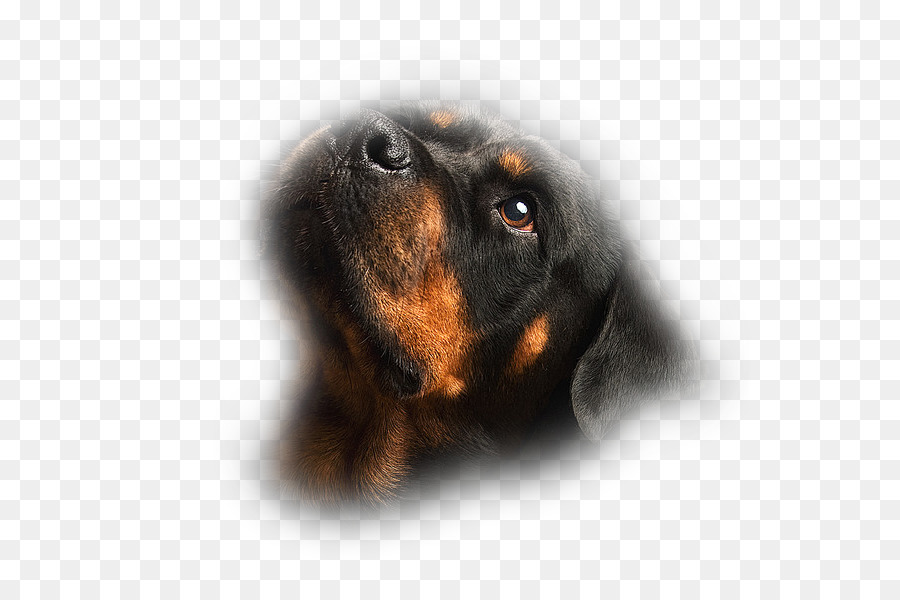 Perro Rottweiler，Mascota PNG