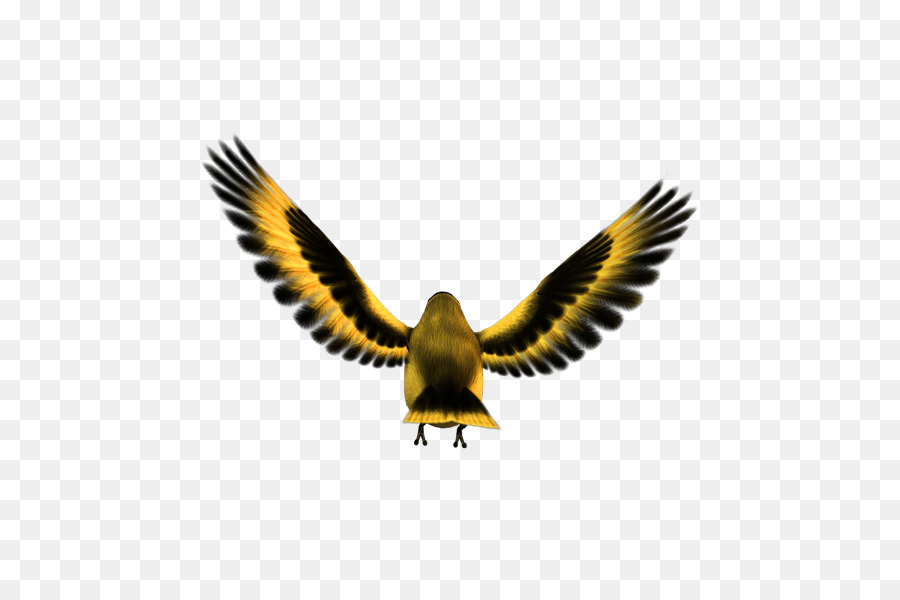 Aves，águila PNG